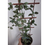 Хойя  HOYA Curtisii 